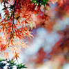 昭和記念公園【日本庭園：紅葉のアップ】⑤20211106銀塩