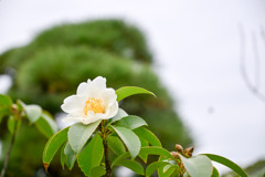 大船フラワーセンター【タイワンツバキ】20251102