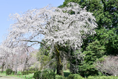 神代植物公園【サクラ：枝垂桜】①20250404