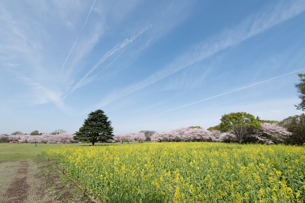 【昭和記念公園： 桜の園の眺め)】20160409