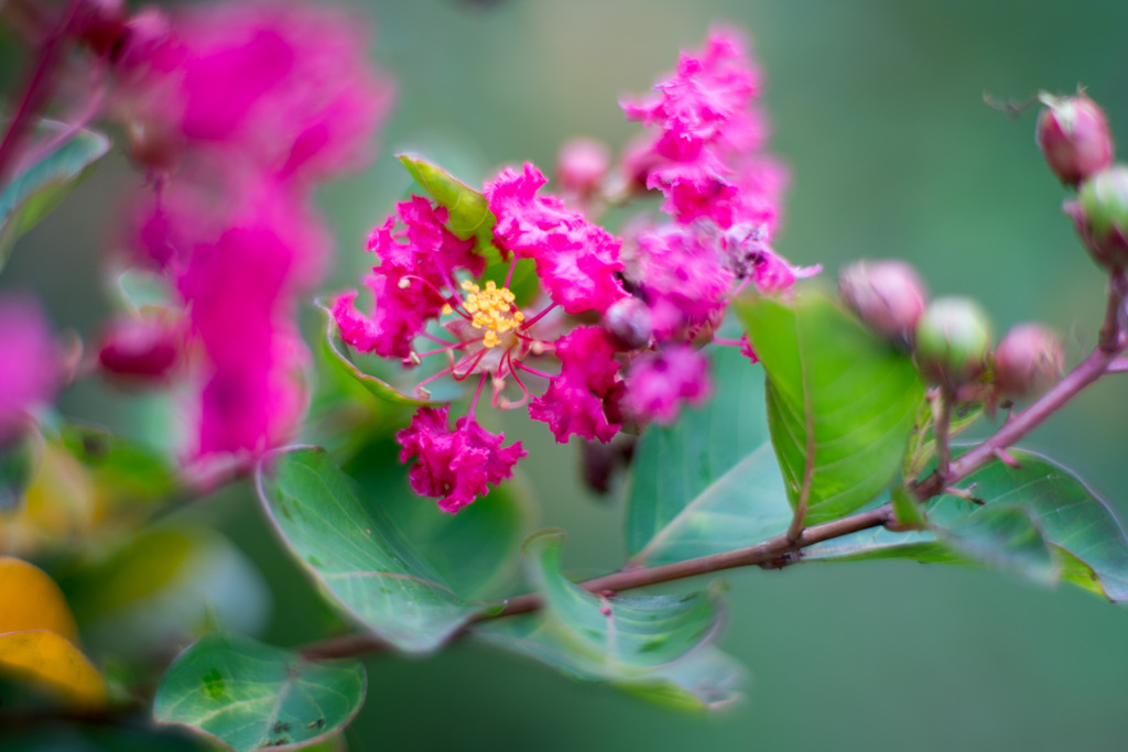 花菜ガーデン【サルスベリ(赤系)】③20210912