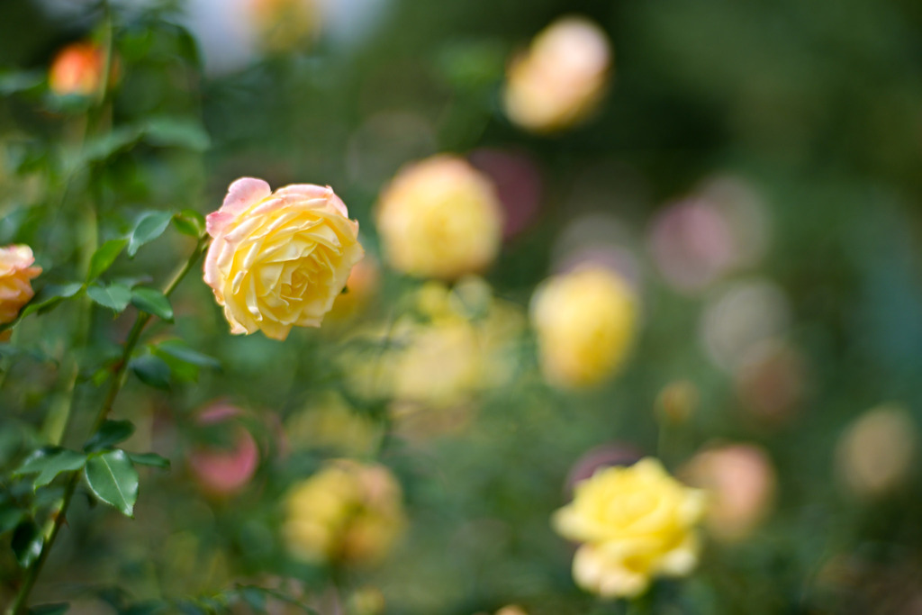 花菜ガーデン【秋パラ：トロピカル・シャーベット】20251027