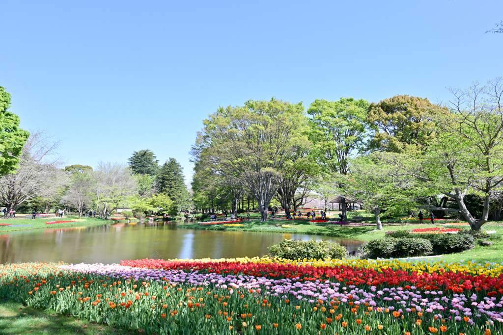 昭和記念公園【渓流広場の眺め(遠景)】④20250416