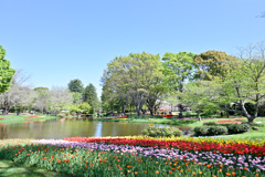 昭和記念公園【渓流広場の眺め(遠景)】④20250416