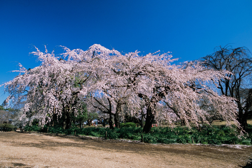 新宿御苑【サクラ：枝垂れ桜】②20200320