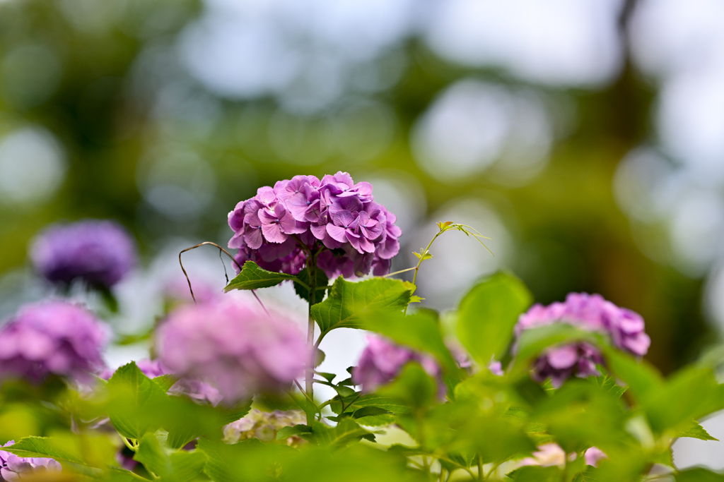 薬師池公園【紫陽花：アジサイ山】⑧20240620