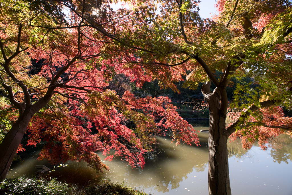 薬師池公園【薬師池沿いの紅葉】①20231119