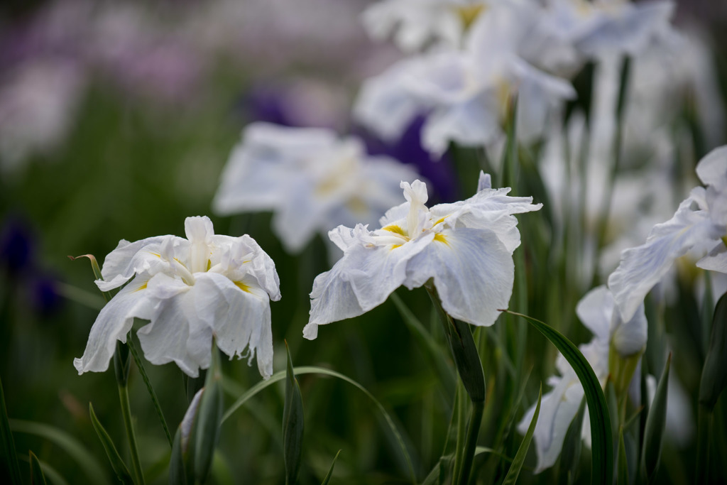 【横須賀菖蒲園(御所紫)】20150606