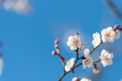 【小田原フラワーガーデン(十郎)】②20150214