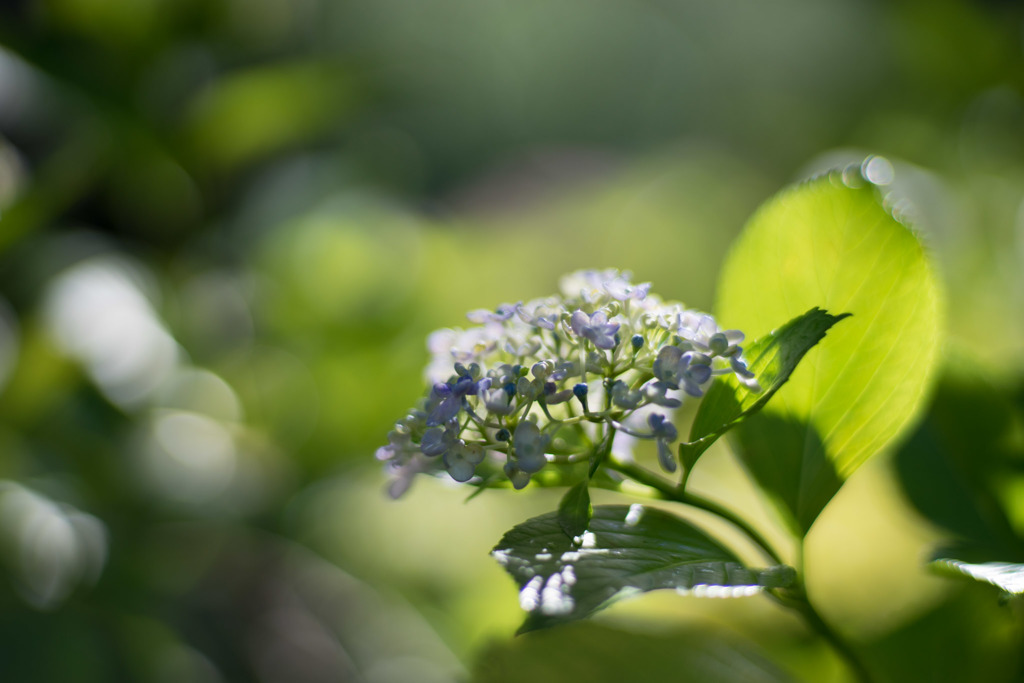 相模原北公園【紫陽花： ウズアジサイ】20190616
