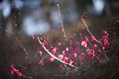 大倉山公園梅林【紅千鳥】①20220226