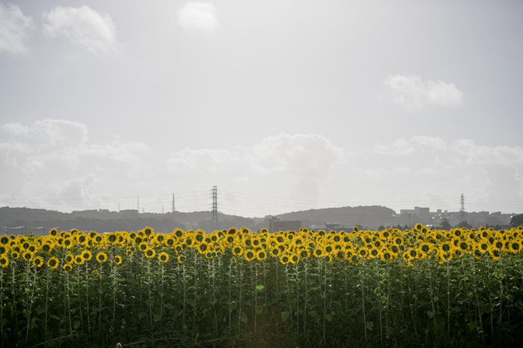 座間ひまわり祭り【ヒマワリ(遠景)】②20230810
