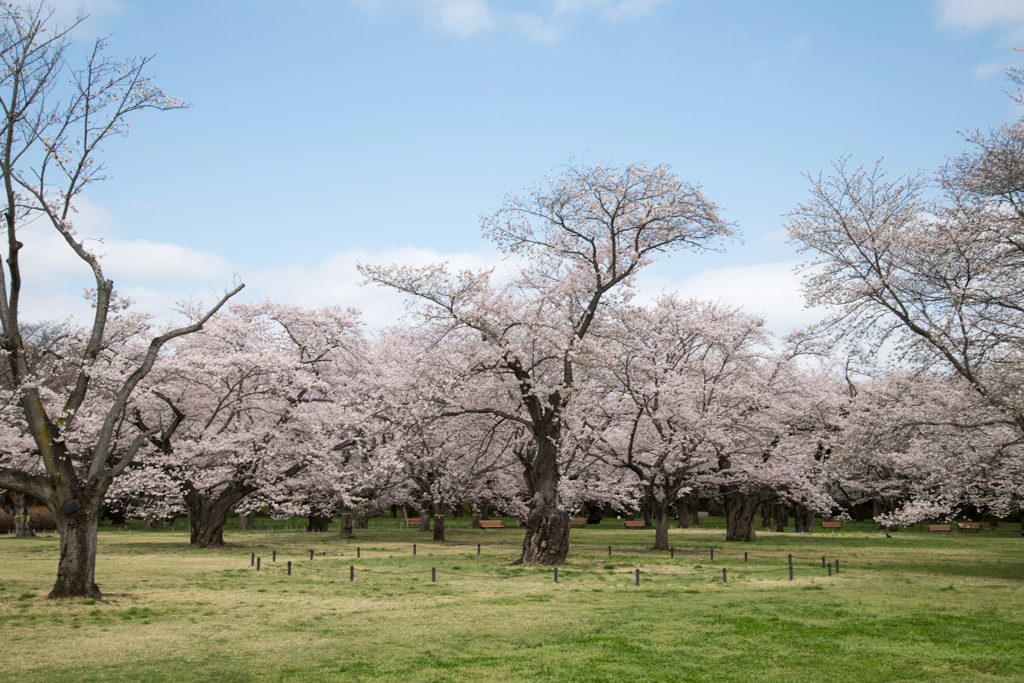 昭和記念公園【桜の園：桜林の眺め】③20230329