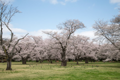 昭和記念公園【桜の園：桜林の眺め】③20230329