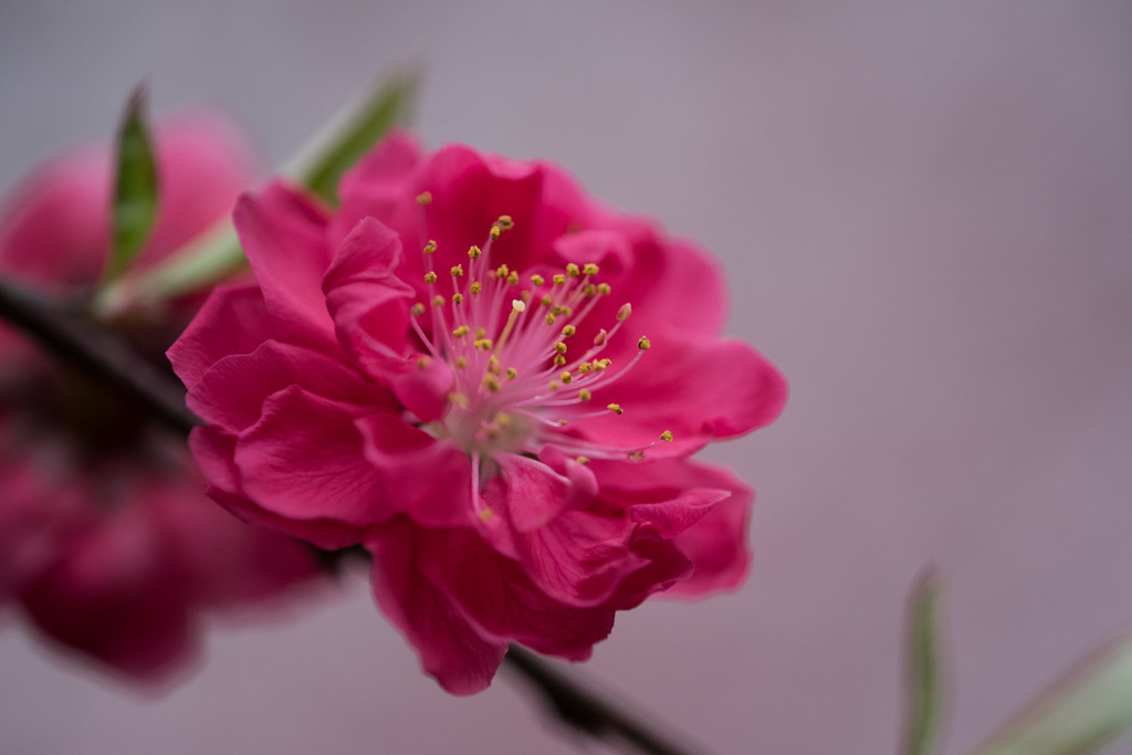 【新宿御苑(ハナモモ)】⑪20160402