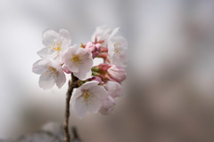 テリタビーズ公園【桜： 染井吉野】②20180324