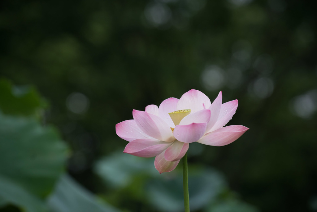 【昭和記念公園(蓮：粉川台)】20150704