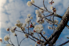 小田原FG【梅：八重野梅】20190210