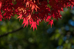 泉天ケ谷公園【モミジの紅葉】⑦20171203