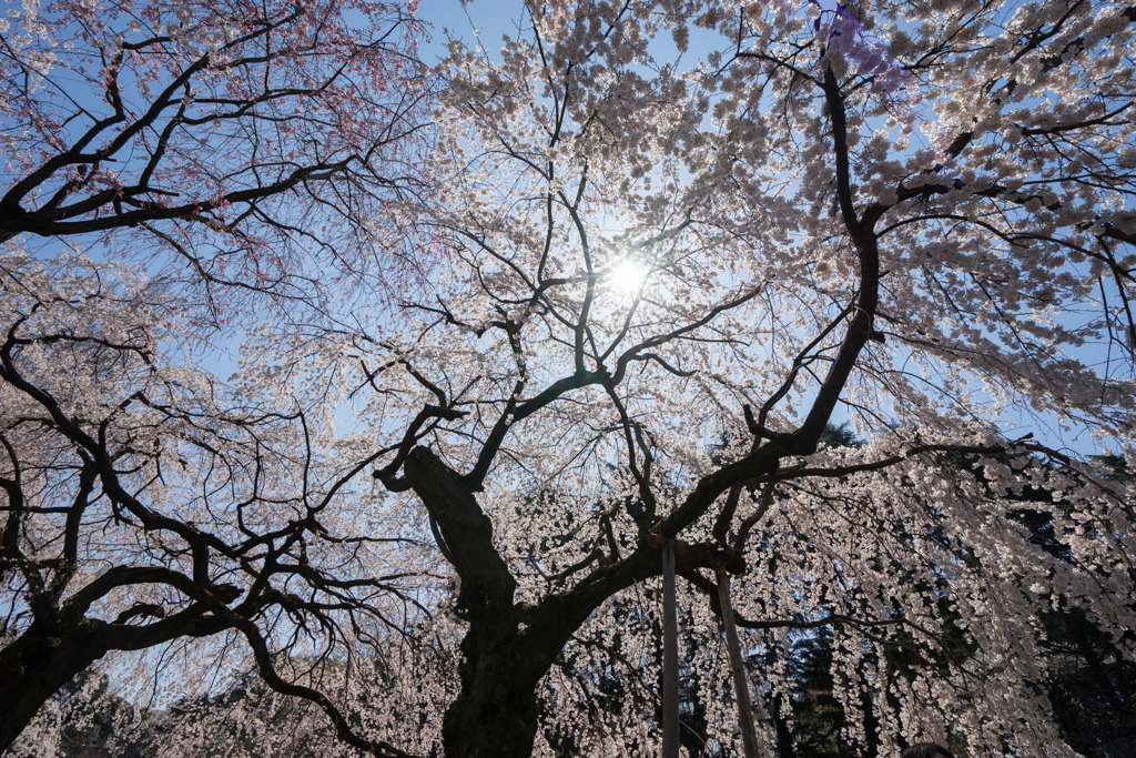 新宿御苑【桜：枝垂れ桜】①20180325