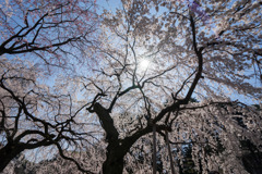 新宿御苑【桜：枝垂れ桜】①20180325