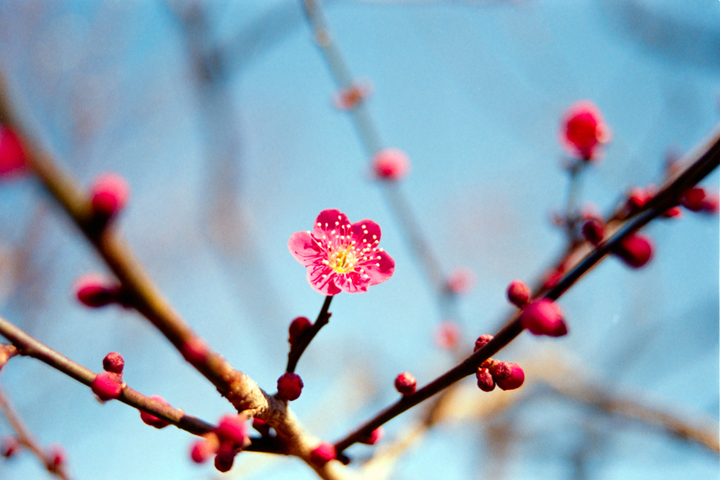 府中市郷土の森公園【梅の花：紅千鳥】②20220305銀塩NLP