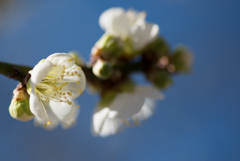 小田原フラワーガーデン【梅：月影】②20170128