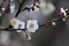 大倉山公園梅林【梅の花：野梅】②20260206