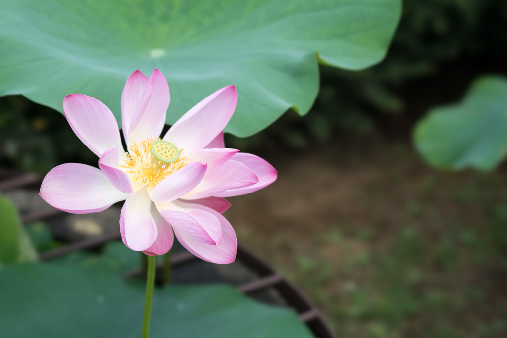 神代植物公園【蓮：玄武紅蓮】20210724