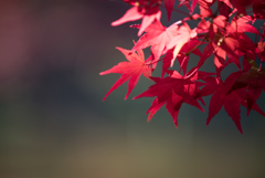 薬師池公園【薬師池の紅葉】①20161120