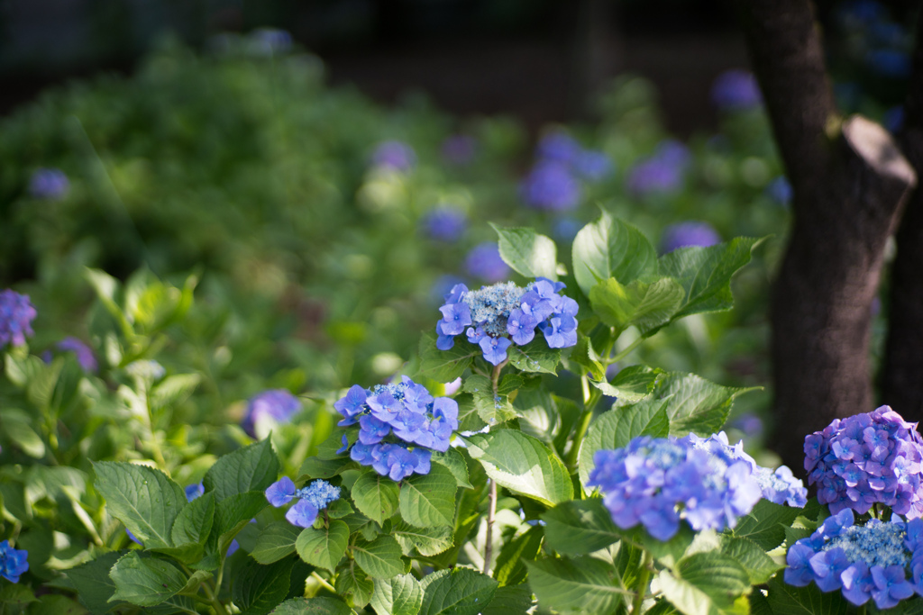 相模原北公園【紫陽花：ブルダニューブ】20220619