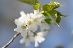 テリタビーズ公園【大島桜】④20190331