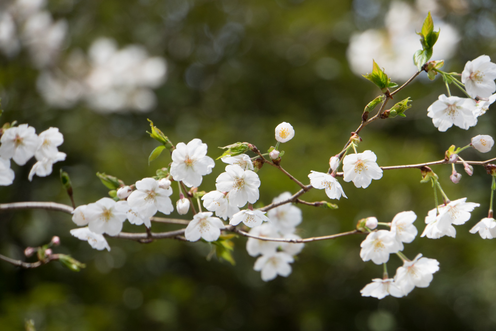 旧古河庭園【桜：大島桜】②20170402