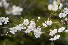 旧古河庭園【桜：大島桜】②20170402