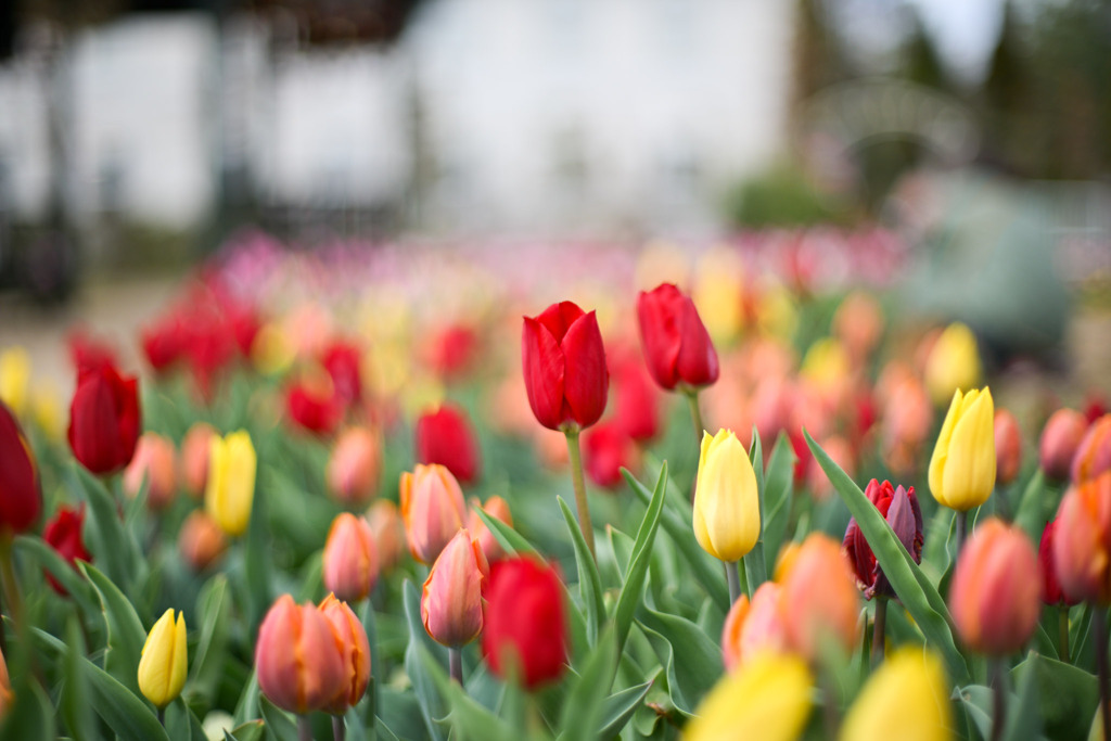 花菜ガーデン【アイスチューリップ(赤系)】②20251219