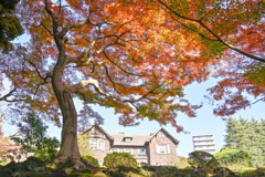 都内紅葉巡り【旧古河庭園：洋館と紅葉】③20251128