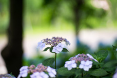 花菜ガーデン【ガクアジサイ】③20200606