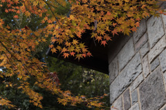 旧古河庭園【日本風の庭園】③20171126