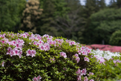 神代植物公園【つづじ園】⑦20190503