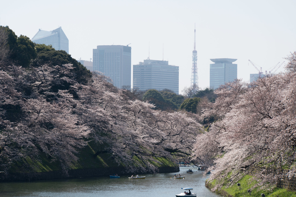 【千鳥ヶ淵の桜】①20180325