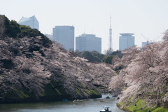 【千鳥ヶ淵の桜】①20180325