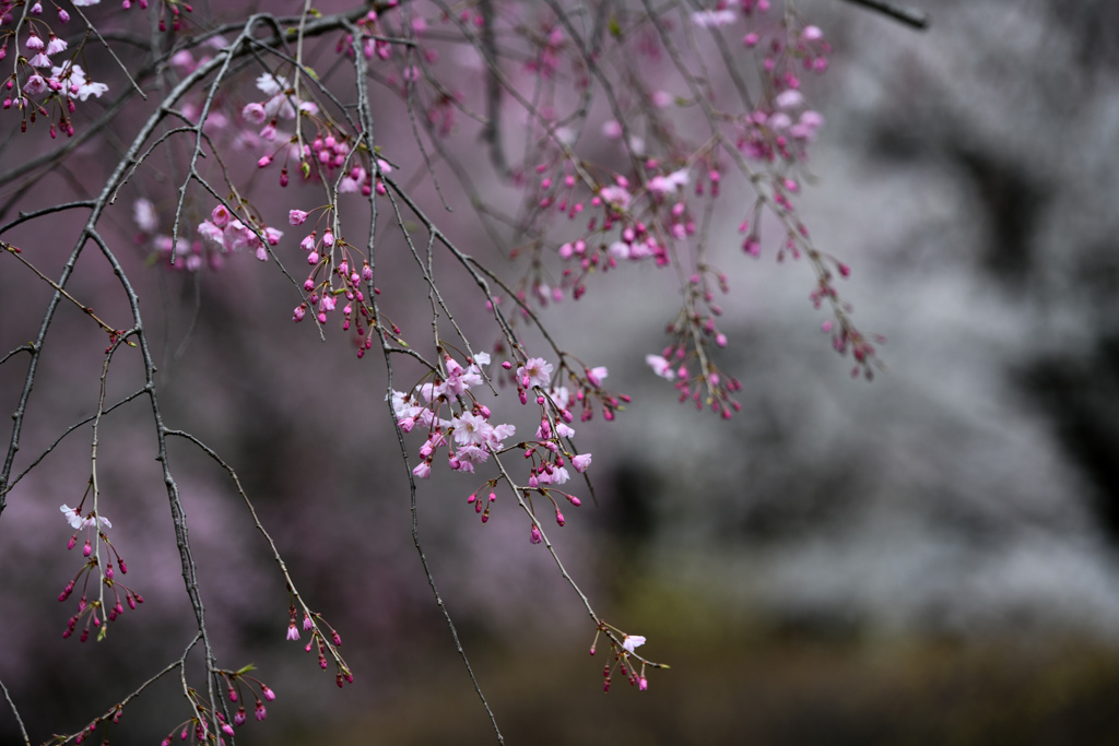 神代植物公園【サクラ：八重紅枝垂桜】①20240406