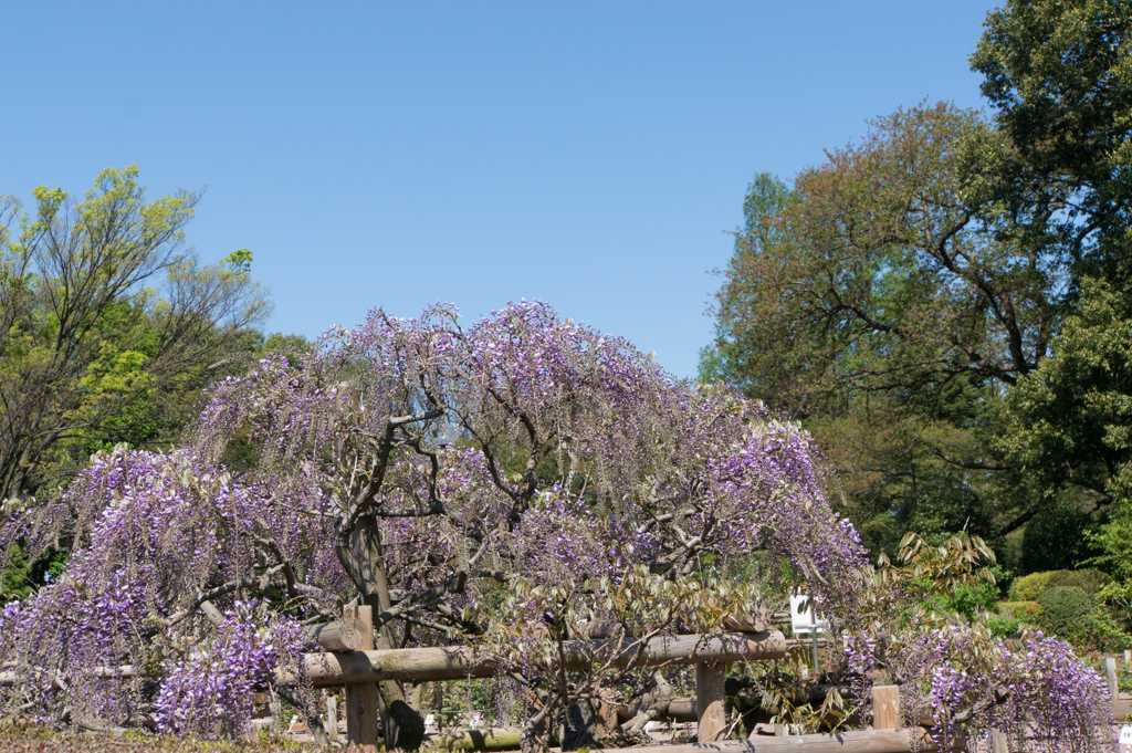 神代植物公園【藤：黒竜】20170423