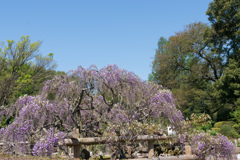 神代植物公園【藤：黒竜】20170423