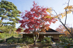 昭和記念公園【日本庭園：清池軒周辺の紅葉】③20181117
