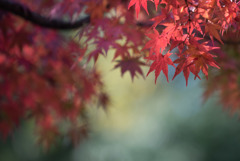 ささぶねの小路【紅葉】②20171119