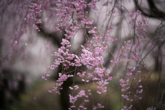 神代植物公園【八重紅枝垂れ桜のアップ】②20230327