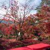 京都の紅葉【永観堂：茶店付近】②20201126
