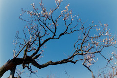 神代植物公園【梅：雲の曙】①20190126