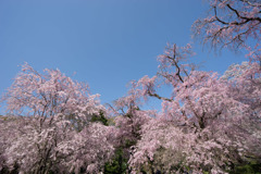 神代植物公園【サクラ：八重紅枝垂桜】②20180331